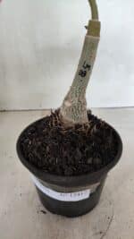 ENXERTO 12417 – 22cm (cor LM 08) - Imagem 8