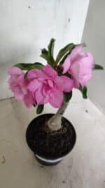 ENXERTO 12417 – 22cm (cor LM 08) - Imagem 6