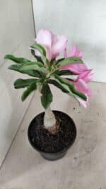 ENXERTO 12417 – 22cm (cor LM 08) - Imagem 7