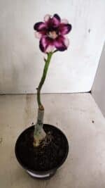 ENXERTO 12418 – 20cm (cor LM 989) iD: Estrela Purpura - Imagem 2