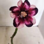 ENXERTO 12418 – 20cm (cor LM 989) iD: Estrela Purpura