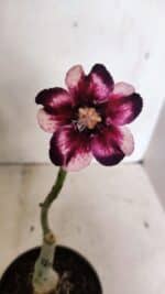 ENXERTO 12418 – 20cm (cor LM 989) iD: Estrela Purpura