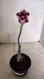 ENXERTO 12418 – 20cm (cor LM 989) iD: Estrela Purpura - Imagem 6