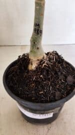 ENXERTO 12418 – 20cm (cor LM 989) iD: Estrela Purpura - Imagem 5