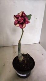 ENXERTO 12419 – 20cm (cor LM 362) - Imagem 2