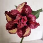 ENXERTO 12419 – 20cm (cor LM 362)