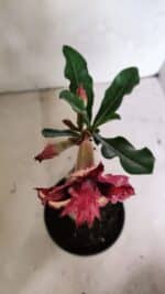 ENXERTO 12419 – 20cm (cor LM 362) - Imagem 4