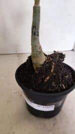 ENXERTO 12419 – 20cm (cor LM 362) - Imagem 6