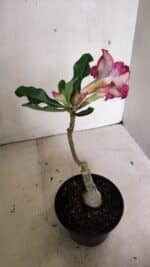 ENXERTO 12419 – 20cm (cor LM 362) - Imagem 5