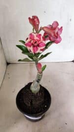 ENXERTO 12420 – 22cm (cor LM 491) - Imagem 2