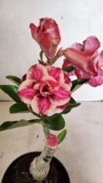 ENXERTO 12420 – 22cm (cor LM 491)