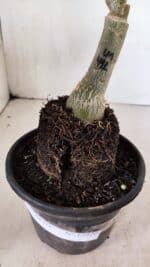 ENXERTO 12420 – 22cm (cor LM 491) - Imagem 5