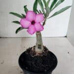 ENXERTO 12421 – 20cm (cor LM 512)