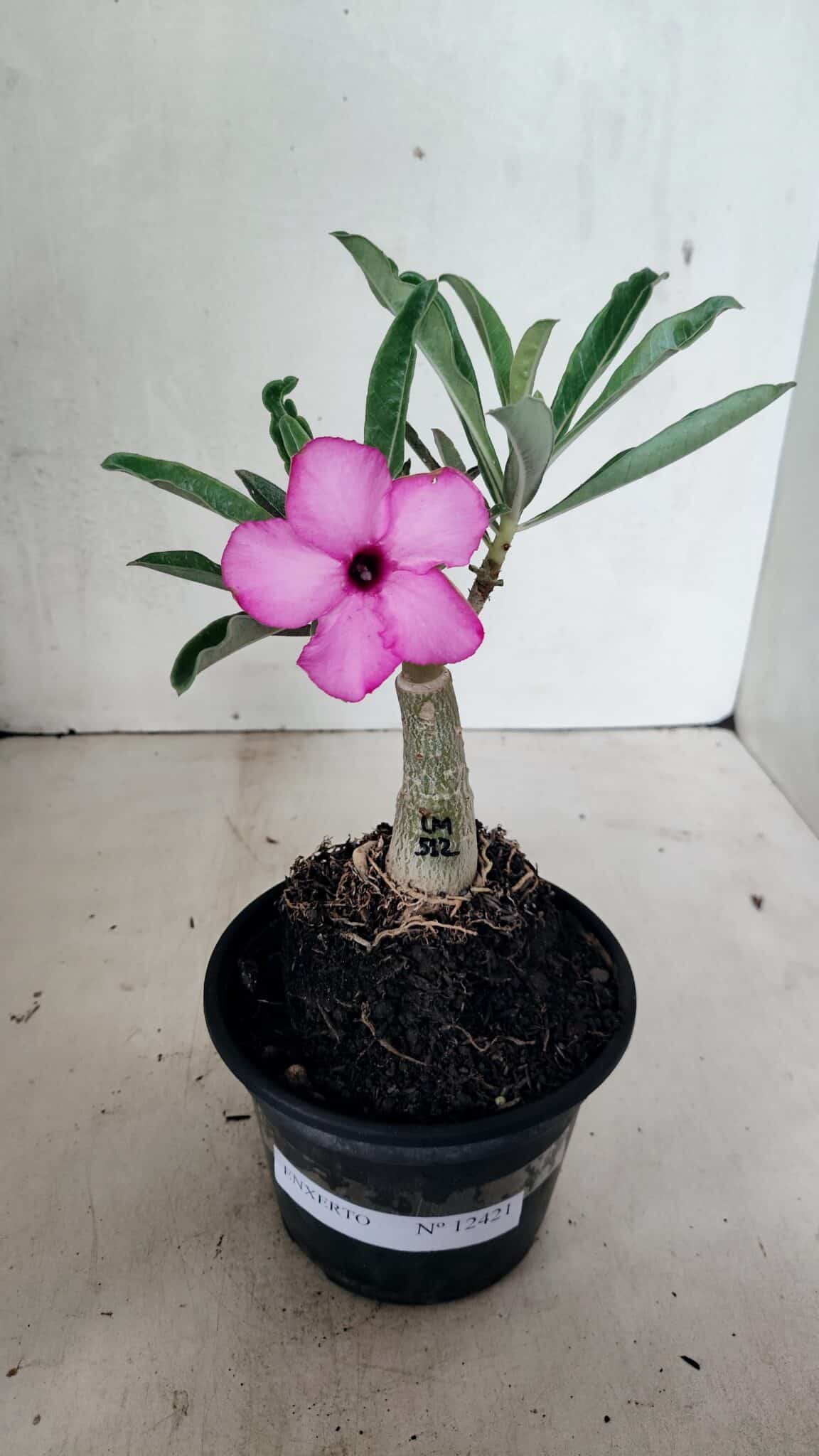 ENXERTO 12421 (1) ENXERTO 12421 – 20cm (cor LM 512) - Imagem 1