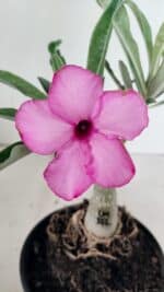 ENXERTO 12421 – 20cm (cor LM 512) - Imagem 3