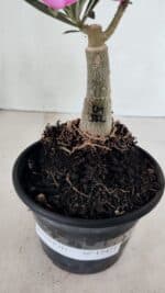 ENXERTO 12421 – 20cm (cor LM 512) - Imagem 6