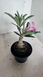 ENXERTO 12421 – 20cm (cor LM 512) - Imagem 5