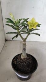 ENXERTO 12422 – 20cm (cor LM 315) - Imagem 2