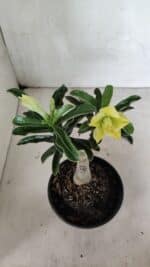 ENXERTO 12422 – 20cm (cor LM 315) - Imagem 4