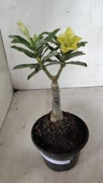 ENXERTO 12422 – 20cm (cor LM 315) - Imagem 6