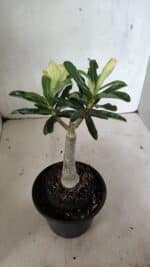 ENXERTO 12422 – 20cm (cor LM 315) - Imagem 5