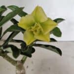 ENXERTO 12422 – 20cm (cor LM 315)