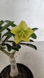 ENXERTO 12422 – 20cm (cor LM 315)