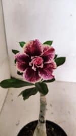 ENXERTO 12423 – 20cm (cor LM 976)