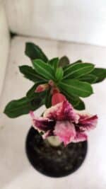 ENXERTO 12423 – 20cm (cor LM 976) - Imagem 4