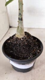 ENXERTO 12423 – 20cm (cor LM 976) - Imagem 7