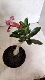 ENXERTO 12423 – 20cm (cor LM 976) - Imagem 5