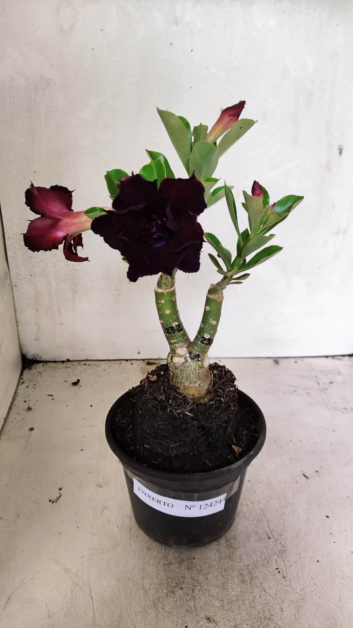 ENXERTO 12424 (1) ENXERTO 12424 – 22cm (cor LM 232) - Imagem 1