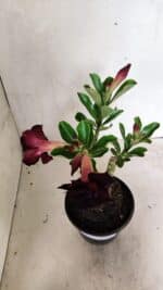 ENXERTO 12424 – 22cm (cor LM 232) - Imagem 8