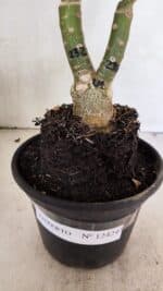 ENXERTO 12424 – 22cm (cor LM 232) - Imagem 7