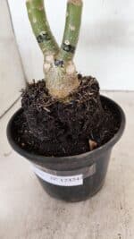 ENXERTO 12424 – 22cm (cor LM 232) - Imagem 6