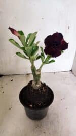 ENXERTO 12424 – 22cm (cor LM 232) - Imagem 5