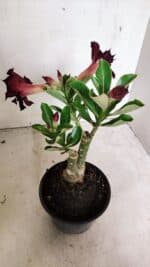 ENXERTO 12424 – 22cm (cor LM 232) - Imagem 4