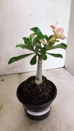 ENXERTO 12425 – 20cm (cor LM 1013) - Imagem 2