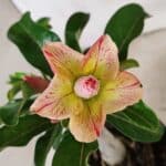 ENXERTO 12425 – 20cm (cor LM 1013)