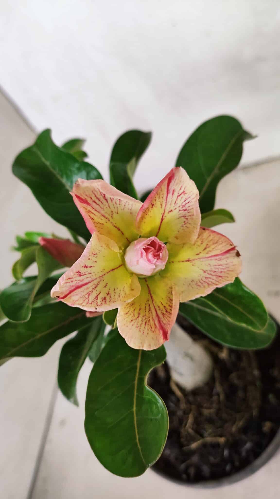 ENXERTO 12425 (2) ENXERTO 12425 – 20cm (cor LM 1013) - Imagem 1