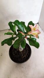 ENXERTO 12425 – 20cm (cor LM 1013) - Imagem 4