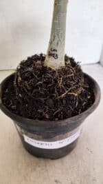 ENXERTO 12425 – 20cm (cor LM 1013) - Imagem 6