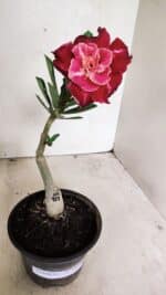 ENXERTO 12426 – 20cm (cor LM 913) - Imagem 2