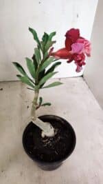 ENXERTO 12426 – 20cm (cor LM 913) - Imagem 7