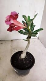 ENXERTO 12426 – 20cm (cor LM 913) - Imagem 4