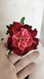 ENXERTO 12426 – 20cm (cor LM 913) - Imagem 6