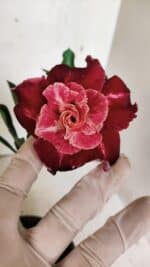 ENXERTO 12426 – 20cm (cor LM 913)