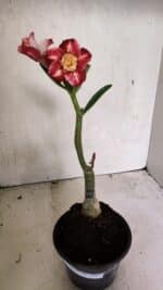 ENXERTO 12427 – 20cm (cor LM 725) - Imagem 2