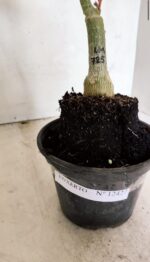 ENXERTO 12427 – 20cm (cor LM 725) - Imagem 5