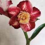 ENXERTO 12427 – 20cm (cor LM 725)